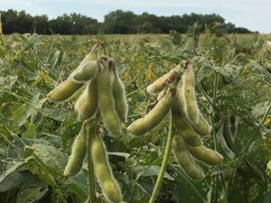 A Bio-Economic Crop Yield Response (BECYR) Model for Corn and Soybeans in Ontario, Canada for 1959-2013