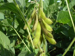 Effect of germination environment on the biochemical compounds and anti-inflammatory properties of soybean cultivars