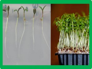 Comparing Salt Tolerance at Seedling and Germination Stages in Local Populations of Medicago ciliaris L. to Medicago intertexta L. and Medicago scutellata L