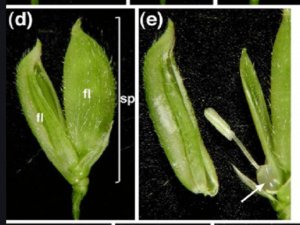 Evaluation of CRISPR/Cas12a-based DNA detection for fast pathogen diagnosis and GMO test in rice