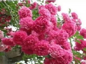 Identification of a polymorphism within the Rosa multiflora muRdr1A gene linked to resistance to multiple races of Diplocarpon rosae W. in tetraploid garden roses (Rosa&thinsp;&times;&thinsp;hybrida)