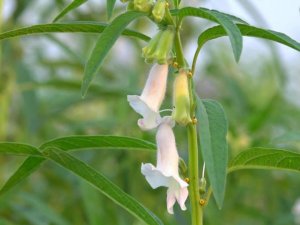 Identification of a Sidwf1 gene controlling short internode length trait in the sesame dwarf mutant dw607
