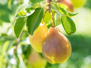 Overexpression of the pear PbSPMS gene in Arabidopsis thaliana increases resistance to abiotic stress