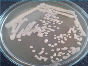 Complete Genome Sequence of Thermophilic Bacterium Aeribacillus pallidus PI8