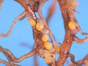 Early transcriptional responses to soybean cyst nematode HG Type 0 show genetic differences among resistant and susceptible soybeans