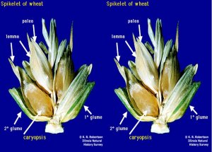 Pleiotropic QTL influencing spikelet number and heading date in common wheat (Triticum aestivum L.)