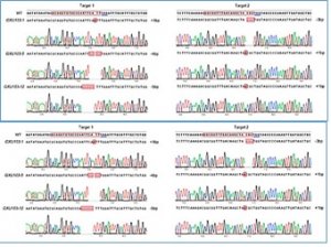 Improving Rice Leaf Shape Using CRISPR/Cas9-Mediated Genome Editing of SRL1 and Characterizing Its Regulatory Network Involved in Leaf Rolling through Transcriptome Analysis