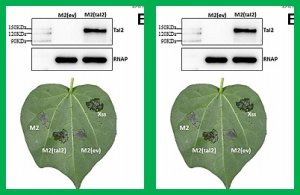 Identification of a virulence tal gene in the cotton pathogen, Xanthomonas citri pv. malvacearum strain Xss-V2-18.