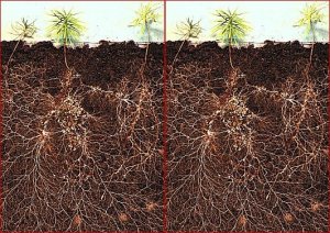 Global imprint of mycorrhizal fungi on whole-plant nutrient economics