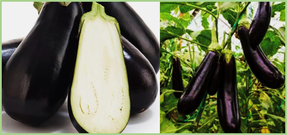 A 6-bp deletion in the R2R3-MYB domain of the SmFAP1 gene disrupts DNA-binding capacity and leads to anthocyanin deficiency in eggplant peels