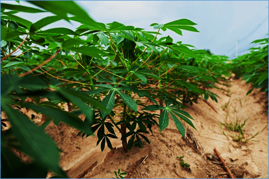 A BAC-guided haplotype assembly pipeline increases the resolution of the virus resistance locus CMD2 in cassava