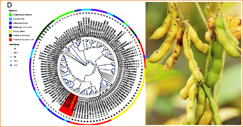 A balance between glycitein and glyceollins governed by isoflavone 6-hydroxylase confers soybean resistance to Phytophthora sojae