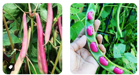 A candidate gene marker at the red kidney color locus (Rk) enables the development of slow-darkening pink beans