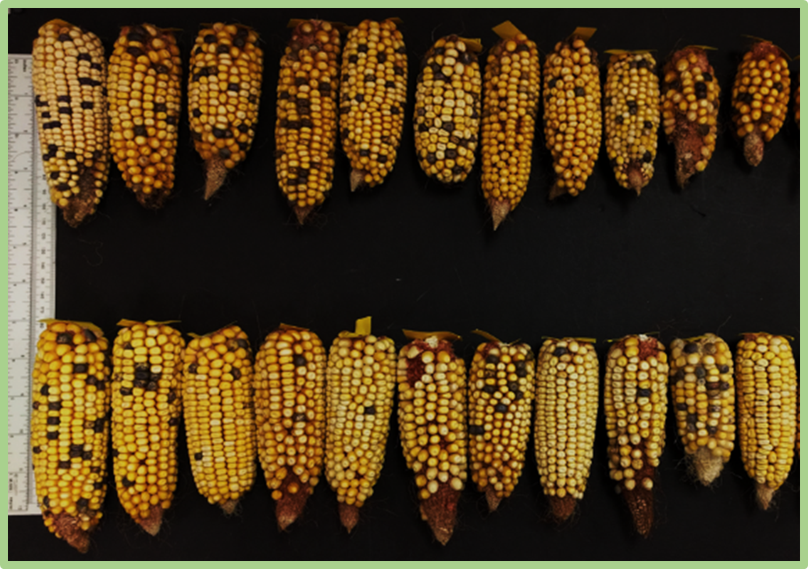 A combination of QTL mapping and genome wide association study revealed key genes for heat tolerance in maize