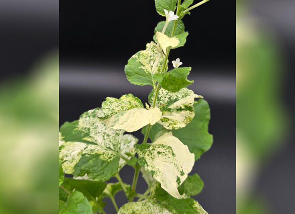 A Compact Solution for Precision Agriculture