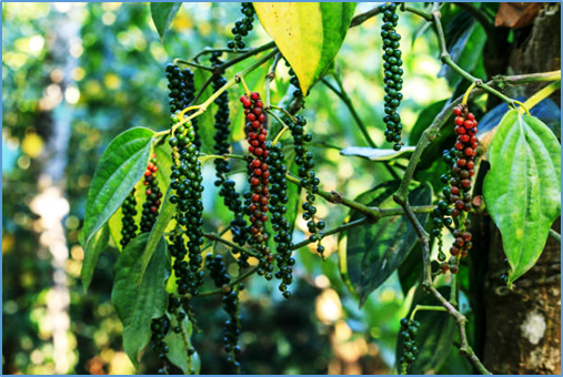 A comprehensive catalog of single nucleotide polymorphisms (SNPs) from the black pepper (Piper nigrum L.) genome