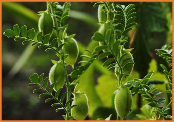 A genome-wide association analysis identifies a key candidate gene controlling plant growth habit in chickpea