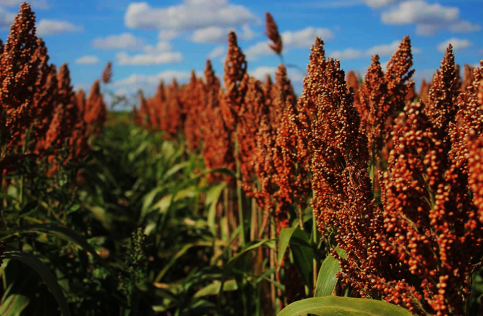A haplotype-layered GWAS identifies a multi-trait grain mold resistance hub on sorghum chromosome 5