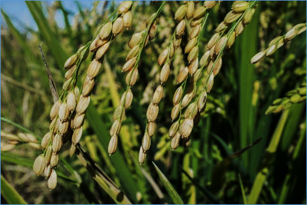 A magnesium efflux transporter required for seed development and eating quality in rice
