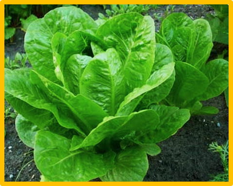 A major and stable QTL confers impatiens necrotic spot virus resistance in lettuce cv. Eruption