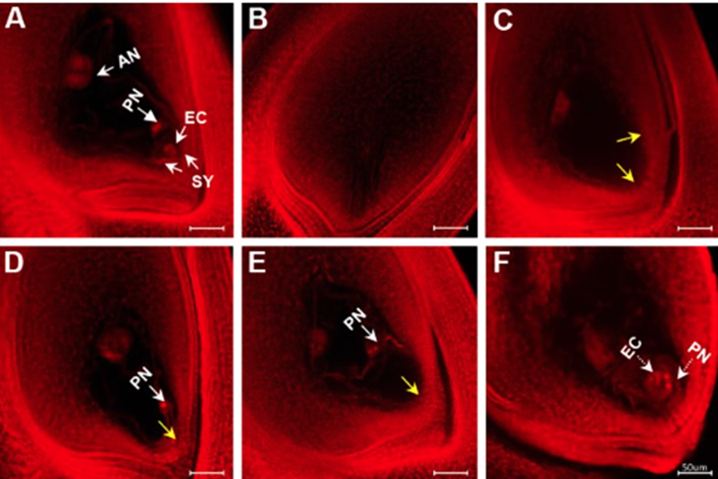 A MAPK cascade regulates nuclear migration during female gametogenesis to establish specific cell identity and rice female fertility