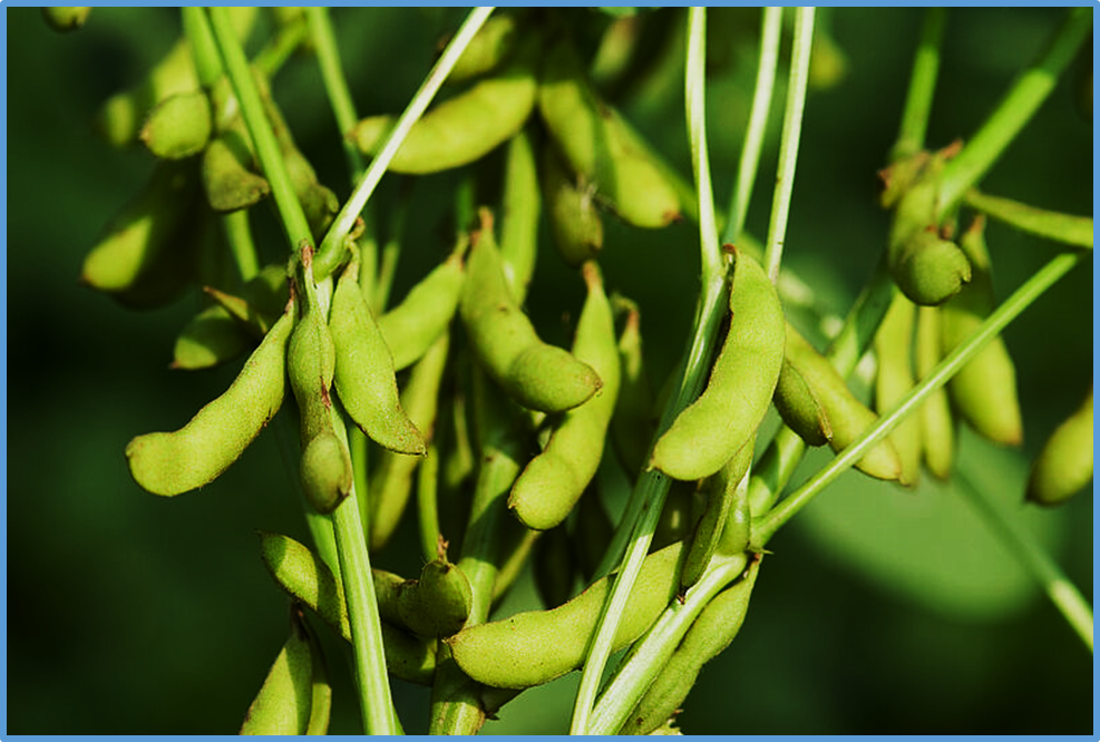 A mutation of GRAS SCL14 gene confers moderate sensitivity to the herbicide bentazon in soybean