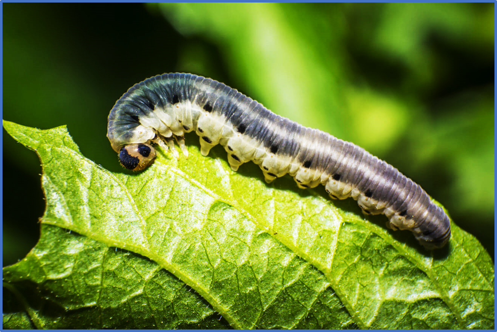 A natural variant of an MYC2 gene in soybean contributes to resistance against the common cutworm