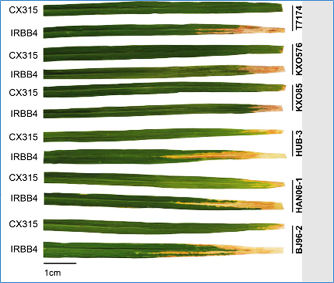A new bacterial blight resistance gene Xa50(t) in the Xa4 locus confers resistance against Xanthomonas oryzae pv. oryzae in rice