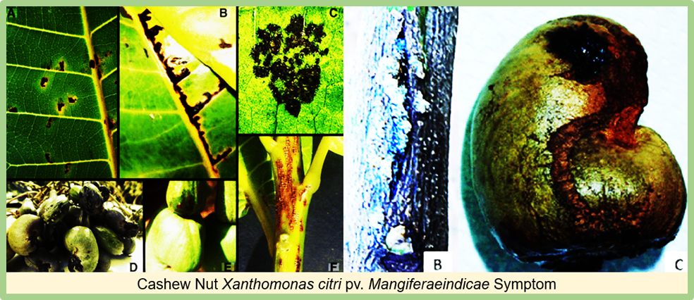 A new tandem repeat-based genotyping scheme for the global surveillance of Xanthomonas citri pv. mangiferaeindicae, an understudied bacterial pathogen of major importance to mango and cashew production