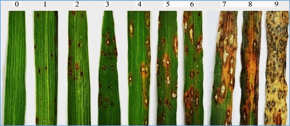 A Non-Host Pathogen Elicitor Induces Blast Resistance Mediated by OsNAC78-Pir7b Module in Rice