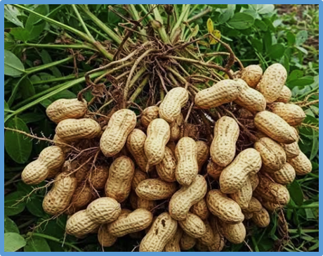 A proteomics-metabolomics approach and mineral content analysis reveal inherent differences in the quality of Bambara groundnuts from two geographic regions
