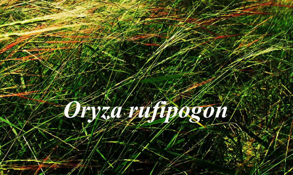 A robust 1K-core marker set for wild germplasm management and targeted pre-breeding of rice: development and applications