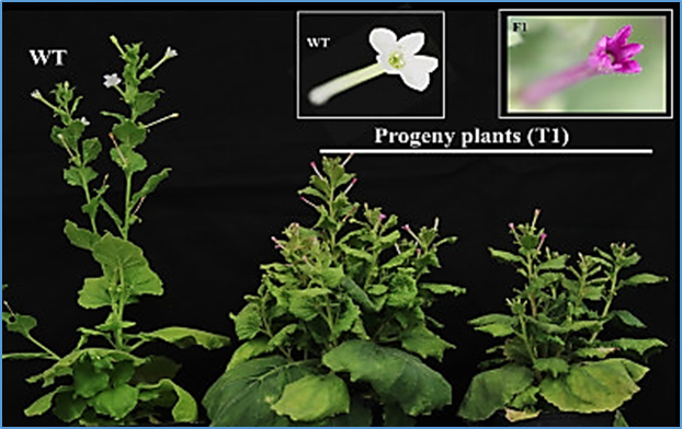 A synthetic transcription cascade enables direct in planta shoot regeneration for transgenesis and gene editing in multiple plants