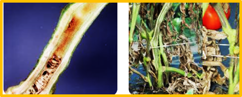 A WRKY transcription factor, SlWRKY75, positively regulates tomato (Solanum lycopersicum L.) resistance to Ralstonia solanacearum