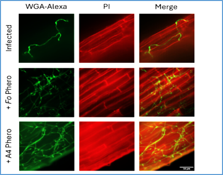 A yeast mating platform for multiplex screening of fungal GPCR&ndash;ligand interactions
