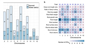 Pinpointing genomic regions associated with root system architecture in rice through an integrative meta-analysis approach