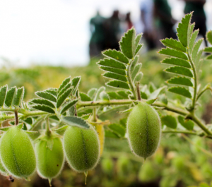 The genetics of vigour-related traits in chickpea (Cicer arietinum L.): insights from genomic data