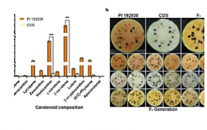 Nucleotide variation in the phytoene synthase (ClPsy1) gene contributes to golden flesh in watermelon (Citrullus lanatus L.)
