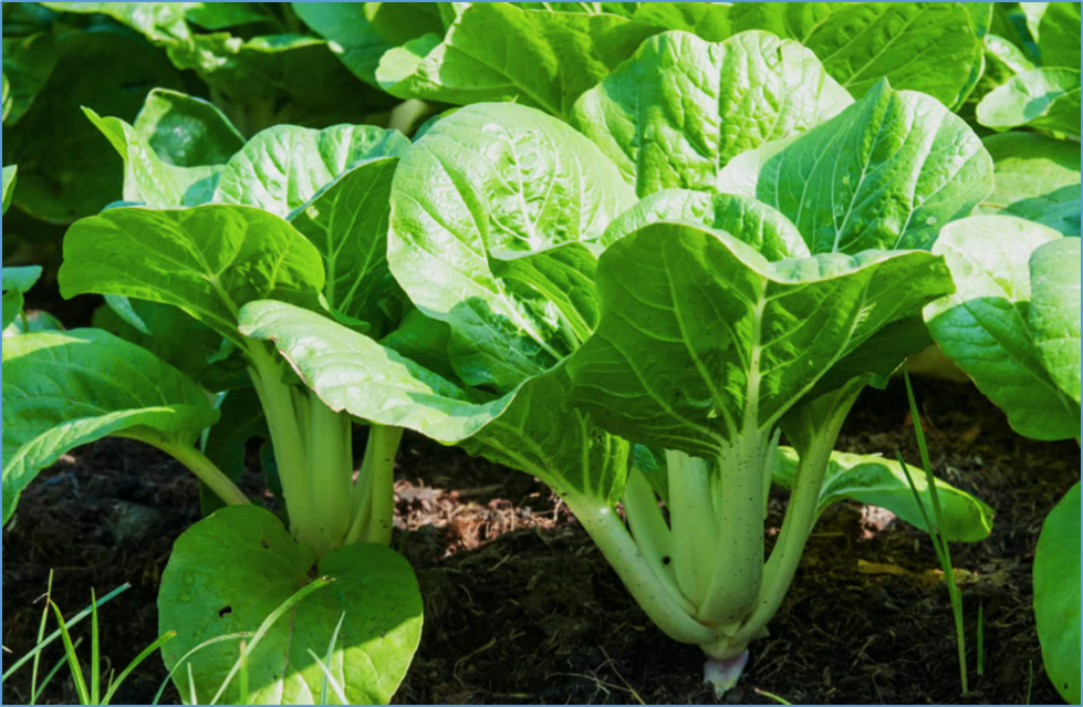  ABC transporter BrABCG12 mutation results in tender green glossy leaves in Chinese cabbage
