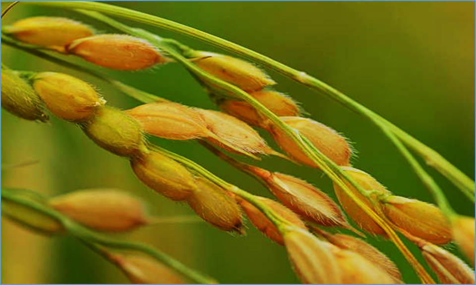Accelerated breeding modernization: a global blueprint for driving genetic gains, climate resilience, and food security in rice