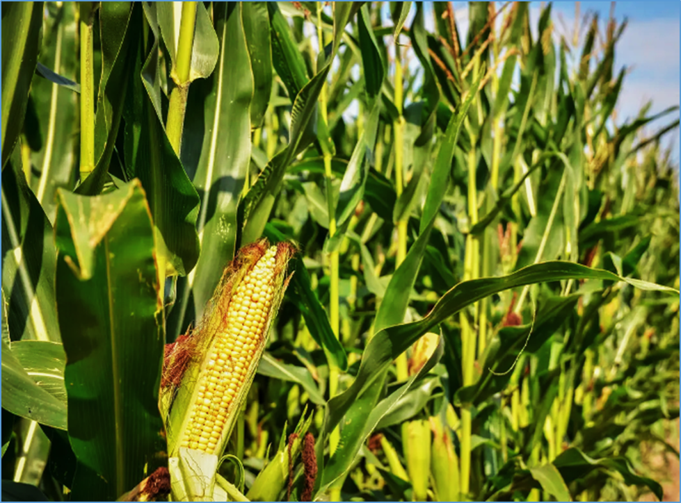 Accessing crop genetic diversity via pangenomics