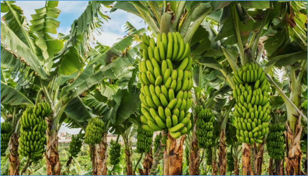 Advances and prospects of genomic-assisted breeding in roots, tubers, and banana crops