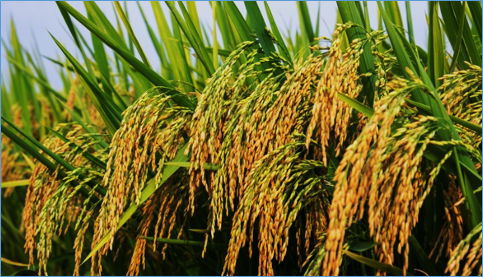 Advances in Rice Crop Breeding and Biotechnology: Techniques Driving Modern Rice Development