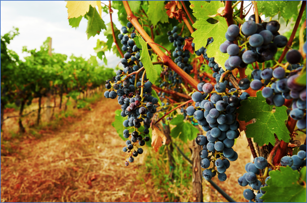 Africa's First Gene-Edited Grapevine Promises Climate Resilience