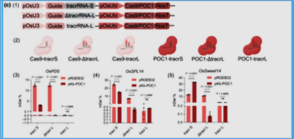 AI-designed OpenCRISPR-1 performs robust knockout, base editing, and prime editing in rice