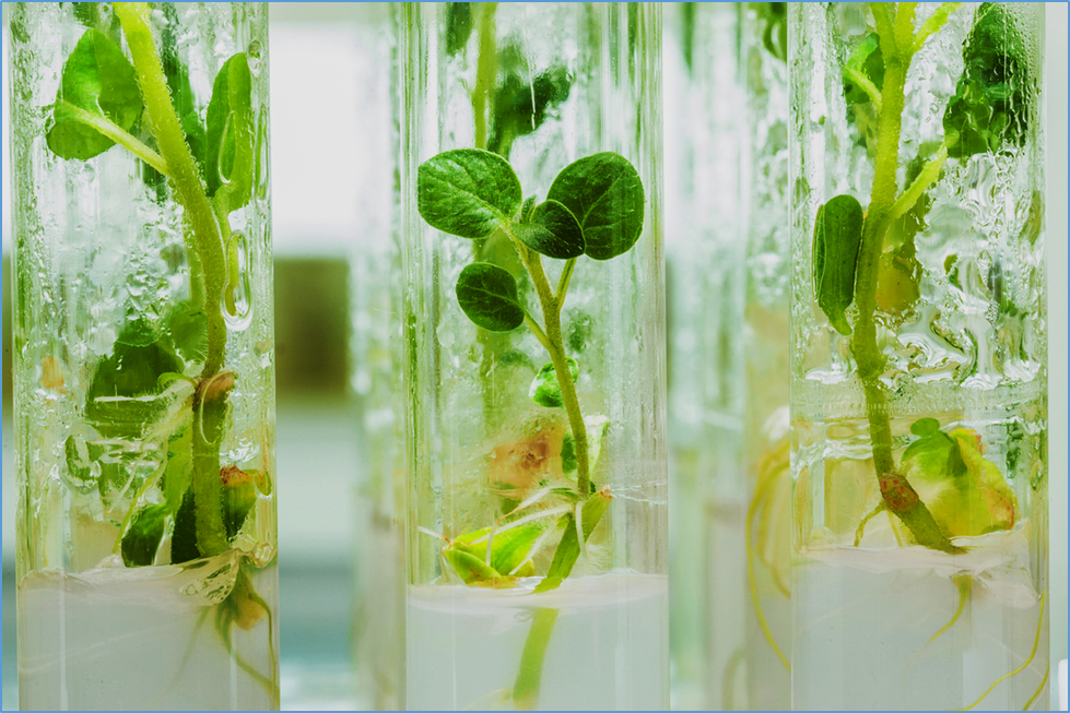 AI Model Maps How Gene Switches Control Plant Traits and Crop Stress Response