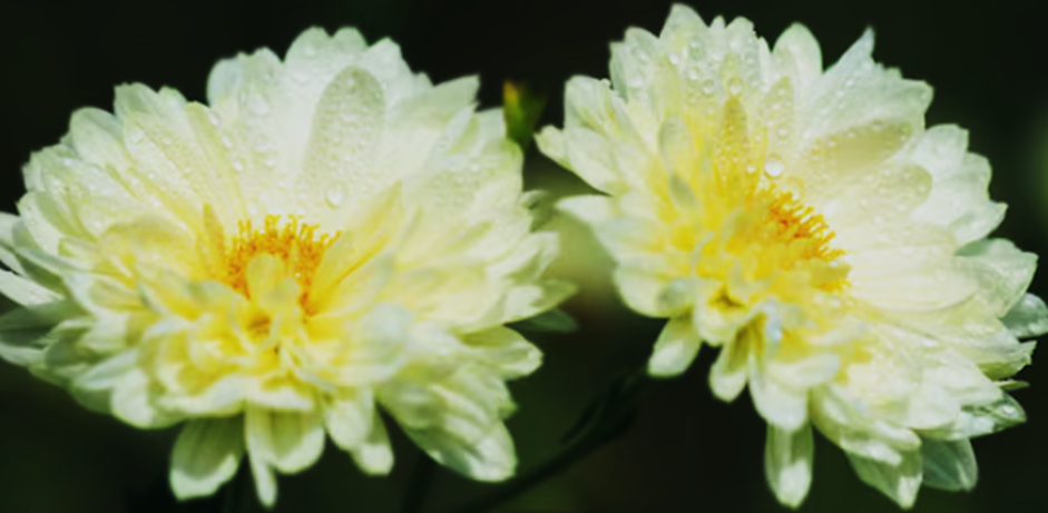 Alternaria alternata Effector Aa593 Promotes Virulence by Hijacking the CmNAC29-Mediated Abscisic Acid Biosynthesis Pathway in Chrysanthemum