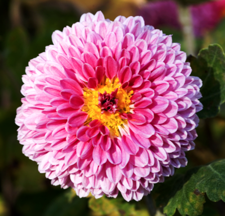 An auxin-induced transcriptional cascade CmBES1&ndash;CmSAUR66 orchestrates the ray floret development in Chrysanthemum morifolium