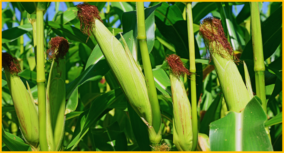 An environmental risk assessment of maize containing event, DP-Ø51291–2, with activity against corn rootworms (Diabrotica spp.) via expression of the protein, IPD072Aa