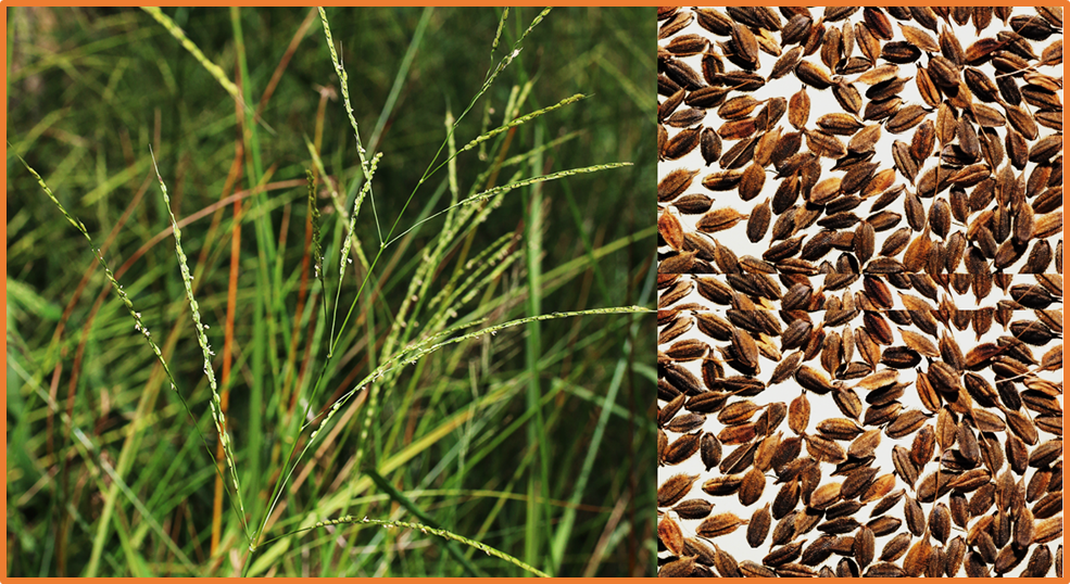 An extra-large panicle gene ELP1 from wild rice Oryza officinalis increases grain number and grain yield